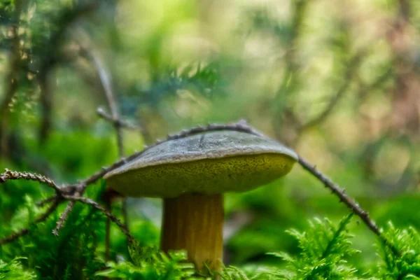 Närbild Stor Svamp Som Växer Fältet Solig Dag Suddig Bakgrund — Stockfoto