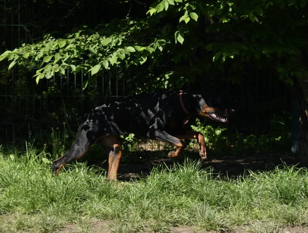 Jonge Doberman Hond Rent Morgens Een Park Een Vrij Licht — Stockfoto