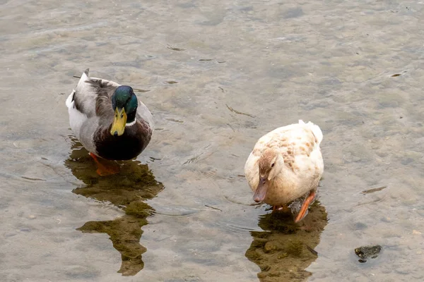 一只雄性和雌性野鸭在河里的特写镜头 — 图库照片