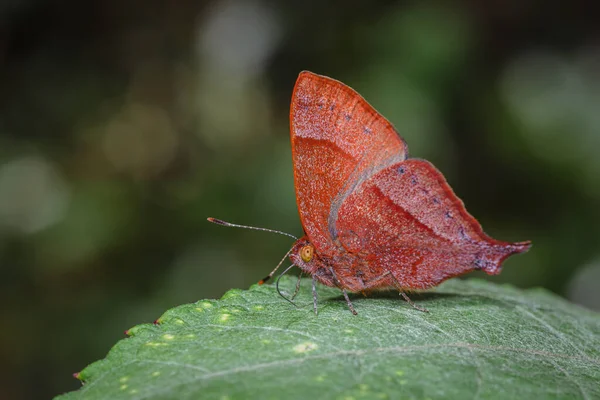 Red Butterfly Perched Big Green Leaf Nature South America Colombia — Stock Photo, Image
