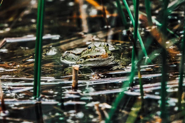青蛙在沼泽地里游泳的特写镜头 — 图库照片