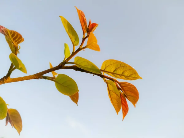 Primer Plano Una Rama Árbol Con Hojas Jóvenes Cielo Fondo — Foto de Stock