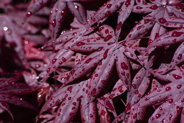 赤い葉の上の水滴のクローズアップショット — ストック写真