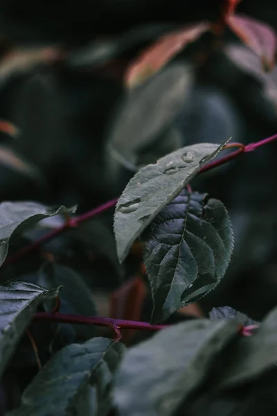 Plano Vertical Hojas Lakonosovye Verde Oscuro Ramas — Foto de Stock