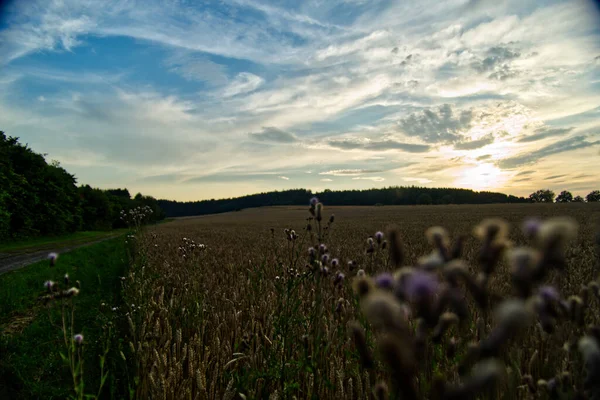 日落时分 田野里生长着美丽的花朵和植物 天空五彩斑斓 — 图库照片