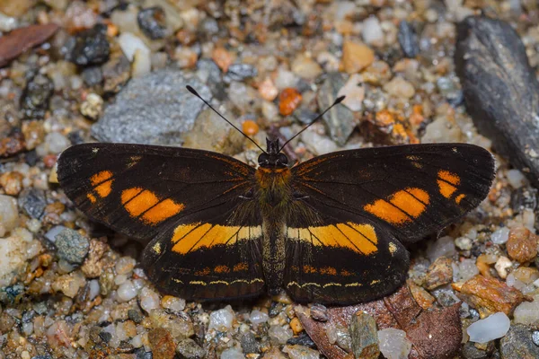 Islak Kumda Dinlenen Açık Kanatlı Kelebek Güney Amerika Kolombiya Doğası — Stok fotoğraf