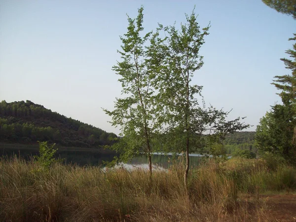 Uma Vista Natural Grama Seca Árvores Perto Lago Sob Céu — Fotografia de Stock