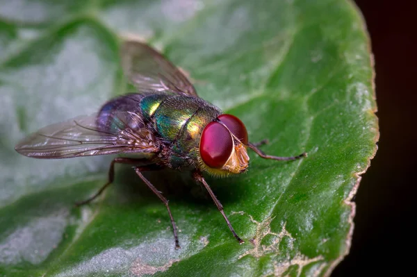 Rotäugige Fliege Sonnt Sich Auf Einem Blatt Fauna Aus Südamerika — Stockfoto