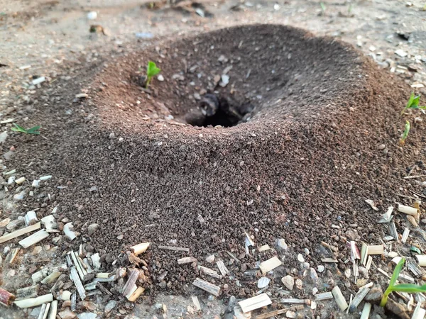 Shot Ant Nest Made Park — Stock Photo, Image