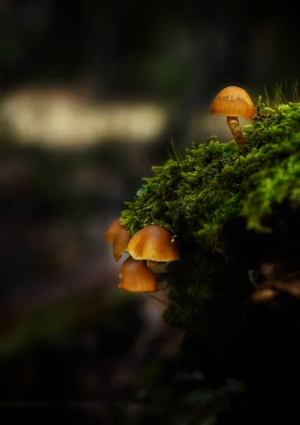 Close Cogumelos Minúsculos Com Bonés Marrons Fundo Borrado — Fotografia de Stock