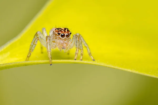 跳蜘蛛在花园里觅食 来自南美洲的Fauna 哥伦比亚 — 图库照片