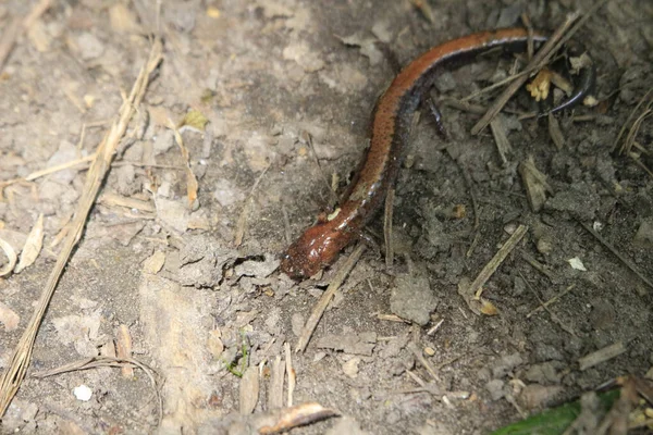 Primer Plano Una Serpiente Suelo —  Fotos de Stock