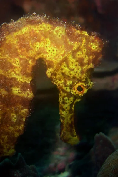 Vertical Closeup Seahorse Underwater — Stock Photo, Image