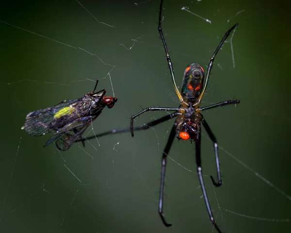 Araña Atrapa Una Presa Telaraña Naturaleza América Del Sur Colombia — Foto de Stock