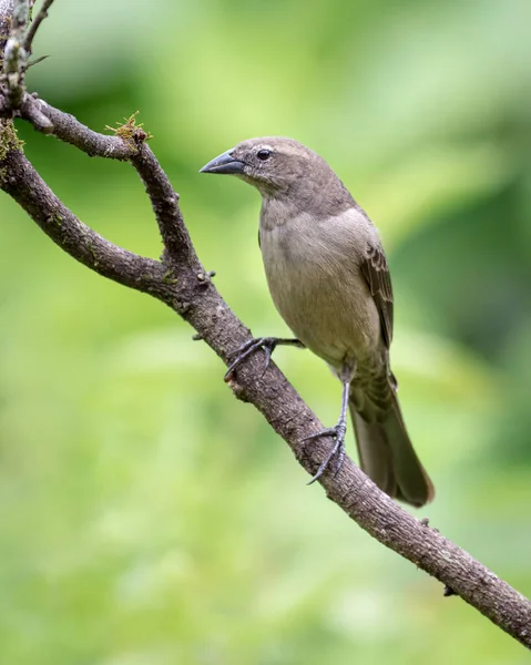 Vzácný Pták Sedí Suchém Stromě Dívá Doleva — Stock fotografie