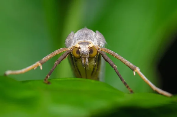 Moth Gömd Mellan Bladen Växt Fauna Från Sydamerika Colombia — Stockfoto