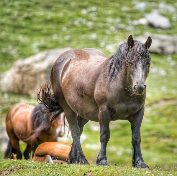 Dwa Brązowe Konie Łące — Zdjęcie stockowe