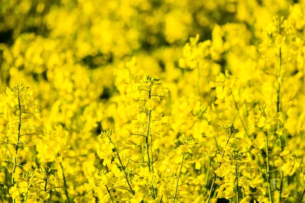 Krásný Záběr Žlutého Řepkového Pole Jaře — Stock fotografie