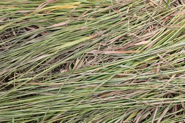 Gros Plan Herbe Verte Poussant Dans Une Prairie — Photo