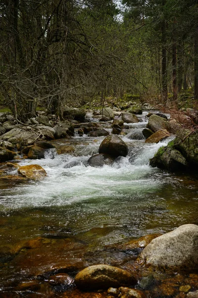 Ein Fluss Fließt Herbst Durch Den Wald — Stockfoto