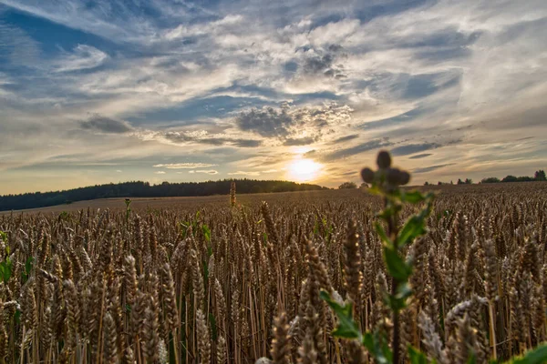 Una Hermosa Vista Las Flores Plantas Que Crecen Campo Los — Foto de Stock