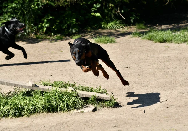 Молодий Собака Доберман Біжить Парку Вранці Досить Легкому — стокове фото
