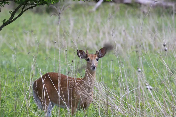 Mignon Chevreuil Brun Dans Prairie Pendant Journée — Photo