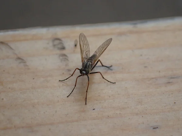 Tiro Alto Ângulo Mosquito Uma Superfície Madeira Marrom — Fotografia de Stock