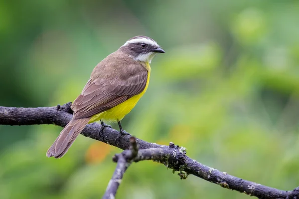 Flycatcher Відпочиває Сухій Гілці — стокове фото