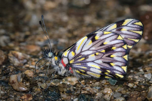 湿った砂の上で美しい蝶 南アメリカ コロンビアの自然 — ストック写真
