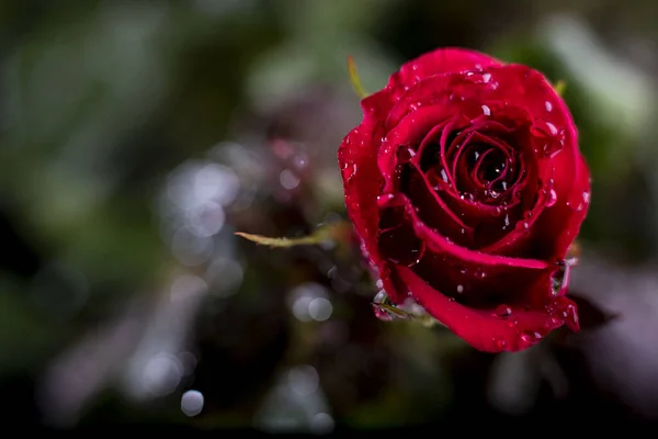 Крупный План Розовой Розы Темном Фоне — стоковое фото
