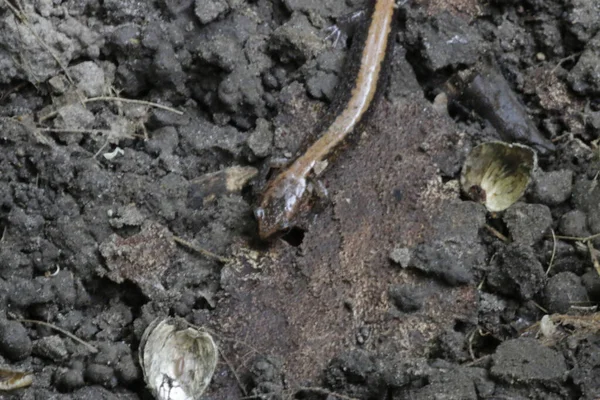 Närbild Rödryggad Salamander Ett Skogsgolv — Stockfoto