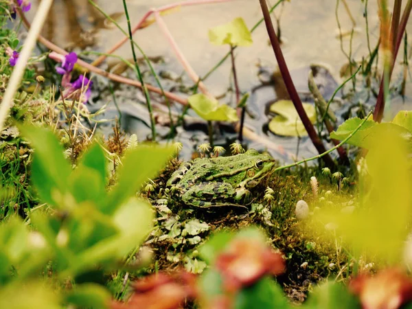 Μια Επιλεκτική Εστίαση Ενός Βατράχου Marsh Στηρίζεται Στην Όχθη Του — Φωτογραφία Αρχείου