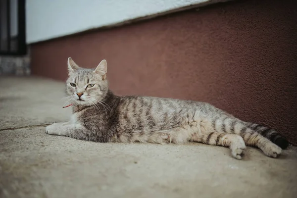 Chat Paresseux Allongé Sur Sol Extérieur — Photo