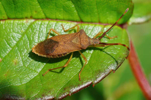 Close Bug Box Gonocerus Acuteangulatus Uma Folha Verde — Fotografia de Stock