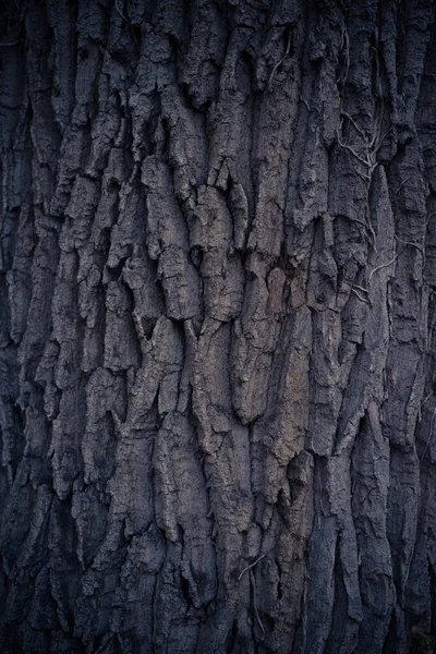 Крупный План Ствола Дерева — стоковое фото