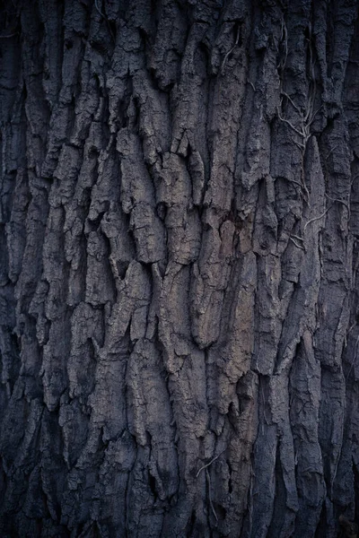 Closeup Shot Tree Trunk — Stock Photo, Image