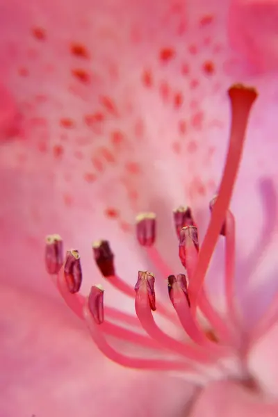 一只淡淡的淡红色杜鹃花的特写 蓝色背景 — 图库照片