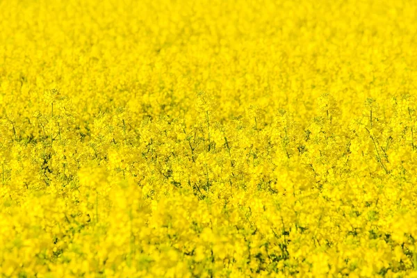 Belo Tiro Campo Colza Amarelo Primavera — Fotografia de Stock