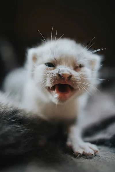 Disparo Vertical Gatito Blanco Recién Nacido Meowing Sobre Una Manta — Foto de Stock