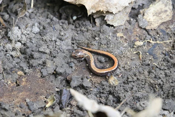 Primer Plano Una Serpiente Suelo —  Fotos de Stock