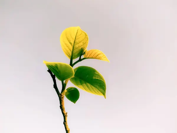 Närbild Skott Ett Träd Gren Med Unga Blad Solljuset — Stockfoto