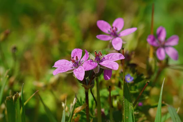 Närbild Den Lila Blomman Common Stork Bill Erodium — Stockfoto