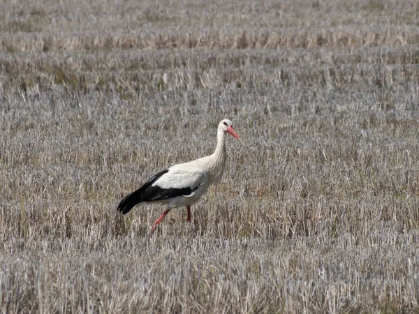 Primer Plano Una Cigüeña Maguari Posada Campo — Foto de Stock