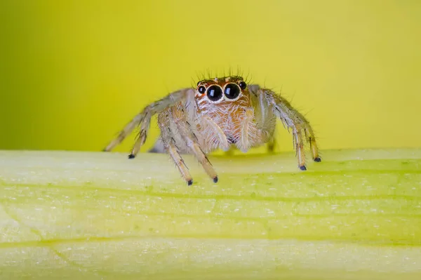 Kleine Spin Ziet Erg Nieuwsgierig Uit Fauna Uit Zuid Amerika — Stockfoto