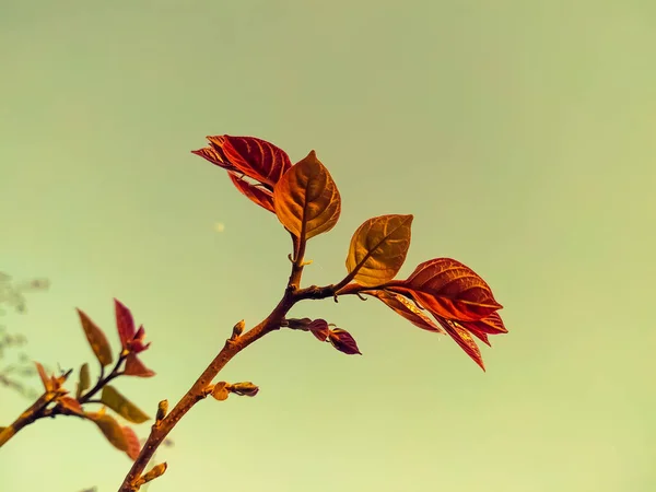 在阳光下用嫩叶的树枝拍的特写镜头 — 图库照片