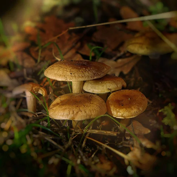 Primer Plano Hongos Exóticos Medio Bosque — Foto de Stock