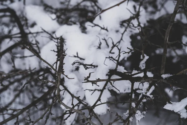 背景に雪のある乾燥植物の選択的な焦点ショット — ストック写真