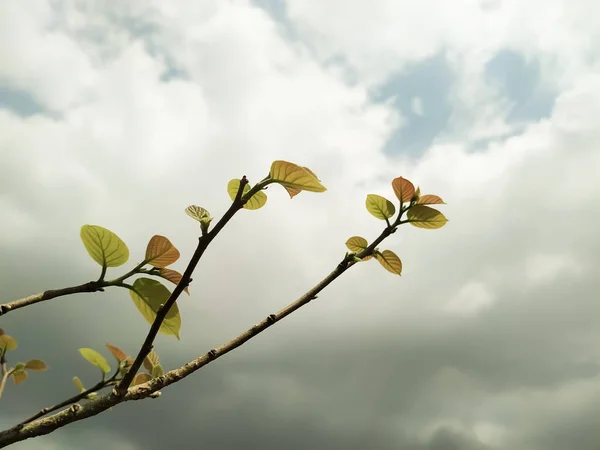 Närbild Skott Ett Träd Gren Med Unga Blad Och Molnig — Stockfoto