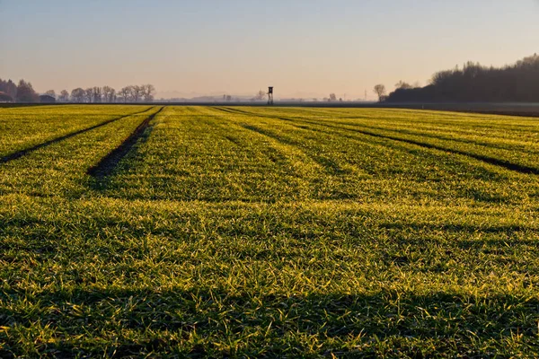 Vacker Utsikt Över Fältet Och Träden Växer Bakgrunden Solig Dag — Stockfoto